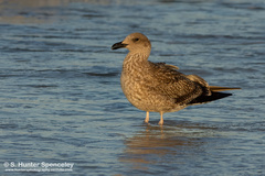 Larus argentatus smithsonianus