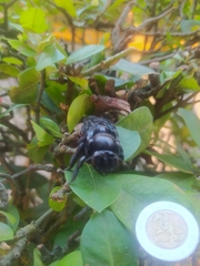 Pterygota