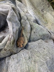 Muscardinus avellanarius