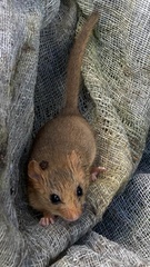 Muscardinus avellanarius