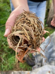 Muscardinus avellanarius