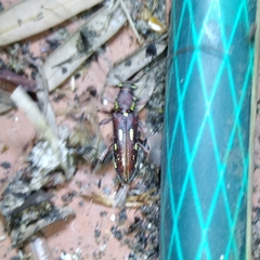 Ambonus distinctus