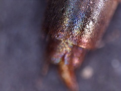 Quedius semiobscurus