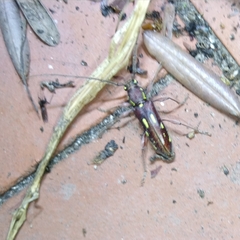 Ambonus distinctus