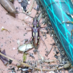 Ambonus distinctus