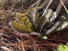 Hieracium megacephalon