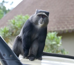 Cercopithecus mitis manyaraensis