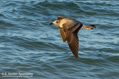 Larus argentatus smithsonianus