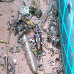 Ambonus distinctus