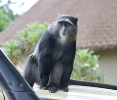 Cercopithecus mitis manyaraensis