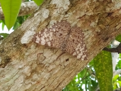 Hamadryas