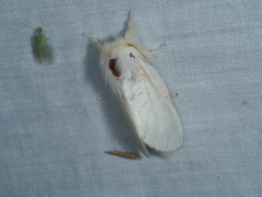 Trichiocercus sparshalli