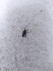 Diptera