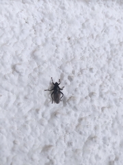 Diptera