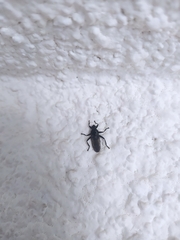 Diptera