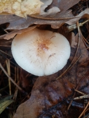 Pholiota lenta