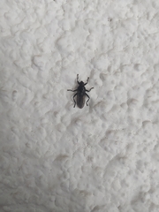 Diptera
