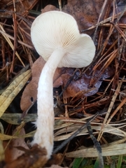 Pholiota lenta