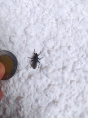 Diptera