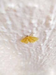 Pterygota