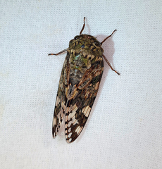 Cicadidae