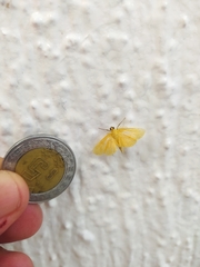 Pterygota