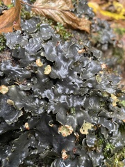 Peltigera rufescens