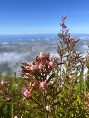 Leucadendron conicum