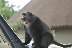 Cercopithecus mitis manyaraensis