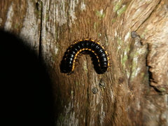 Asiomorpha coarctata