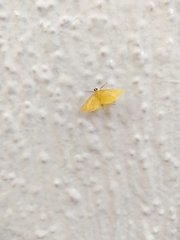 Pterygota
