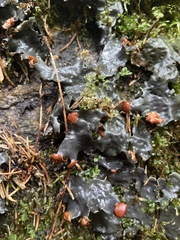 Peltigera rufescens
