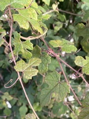 Vitis thunbergii