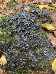 Peltigera rufescens