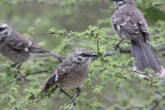 Mimus longicaudatus