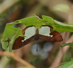 Zelotaea grandis
