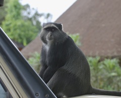 Cercopithecus mitis manyaraensis