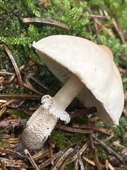 Cystoderma carcharias
