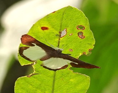 Zelotaea grandis