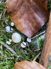 Mycetinis scorodonius