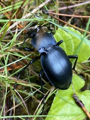 Carabus glabratus