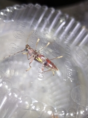 Ambonus distinctus