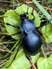 Carabus glabratus