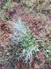 Rumex induratus