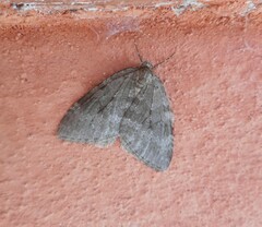 Epirrita dilutata