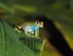 Boophis viridis