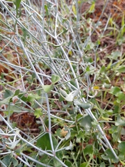 Rumex induratus