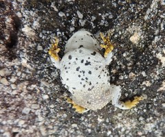 Anaxyrus compactilis