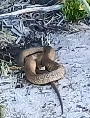 Pseudonaja affinis affinis