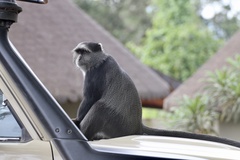 Cercopithecus mitis manyaraensis